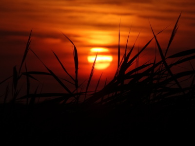 Bild-Nr: 11551204 Binsen im Sonnenuntergang Erstellt von: SchmusisPhotoStore