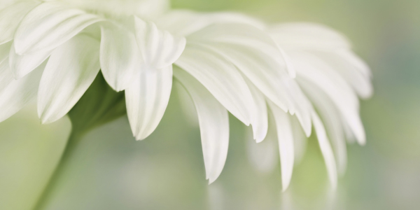 Bild-Nr: 11552136 Gerbera Erstellt von: Atteloi