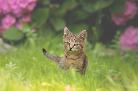 Bild-Nr: 11553032 Kleiner Tiger im Gras Erstellt von: Tanja Riedel