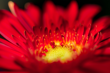 Bild-Nr: 11553912 Gerbera Erstellt von: Richard-Young