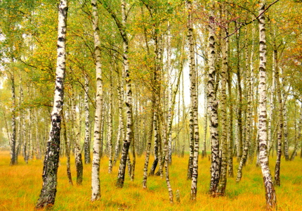 Bild-Nr: 11553934 herbstlicher Birkenwald Erstellt von: GUGIGEI