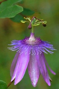 Bild-Nr: 11554235 Passiflora Erstellt von: falconer59