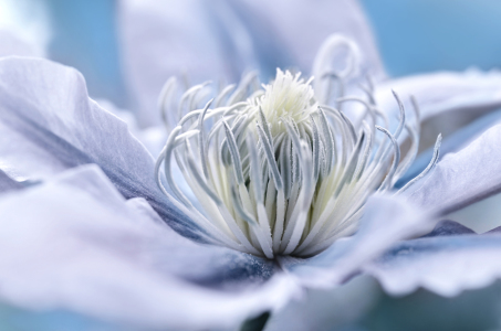 Bild-Nr: 11554852 Clematis Erstellt von: Atteloi