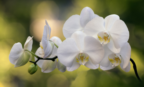 Bild-Nr: 11554970  Der Zweig der Orchideen im Garten Erstellt von: KundenNr-294234