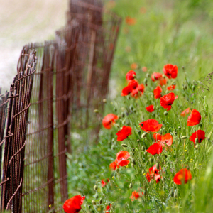 Bild-Nr: 11556012 Klatschmohn Erstellt von: NaturalMoments