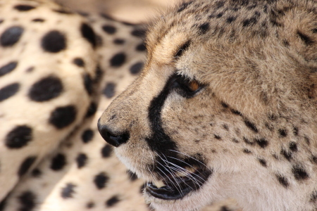 Bild-Nr: 11556016 Gepard Erstellt von: NaturalMoments