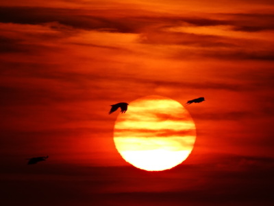 Bild-Nr: 11556076 Vögel im Sonnenuntergang Erstellt von: SchmusisPhotoStore