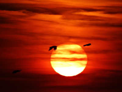 Bild-Nr: 11556076 Vögel im Sonnenuntergang Erstellt von: SchmusisPhotoStore