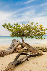 Bild-Nr: 11556120 Baum am strand Erstellt von: KundenNr-293990