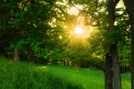 Bild-Nr: 11556222 Sonnenstrahlen im Wald Erstellt von: Darlya