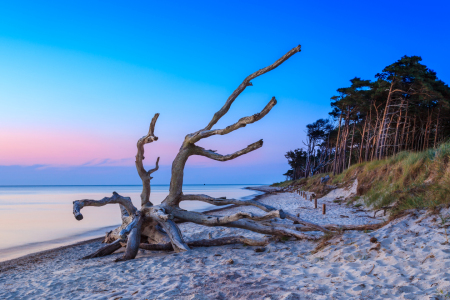 Bild-Nr: 11556884 Darßer Weststrand Erstellt von: frank-wassewitz