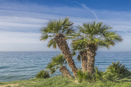 Bild-Nr: 11557016 Palmenpracht Erstellt von: EderHans