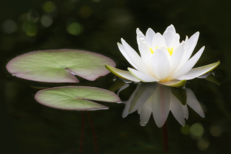 Bild-Nr: 11557692 Waterlily Erstellt von: Thomas Herzog