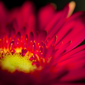 Bild-Nr: 11559352 Gerbera Erstellt von: Richard-Young