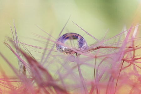 Bild-Nr: 11559706 Pusteblume im Regen Erstellt von: youhaveadream