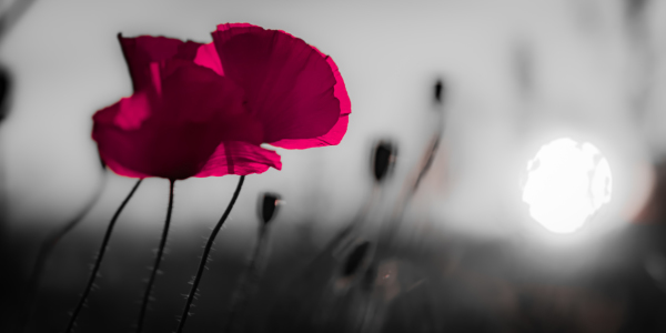 Bild-Nr: 11561050 pink poppy Erstellt von: Richard-Young