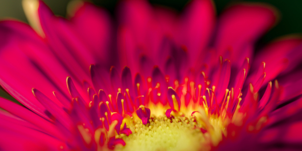 Bild-Nr: 11561150 Gerbera Erstellt von: Richard-Young