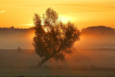 Bild-Nr: 11561420 Baum3 Erstellt von: KundenNr-295250