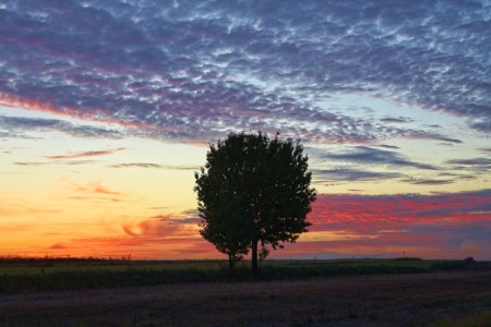 Bild-Nr: 11561422 Baum6 Erstellt von: KundenNr-295250