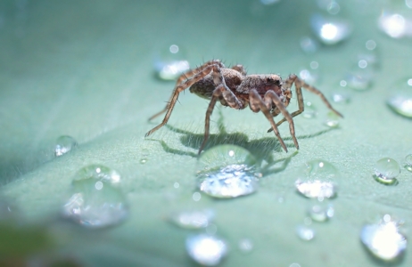 Bild-Nr: 11561498 Frühe Spinne Erstellt von: youhaveadream