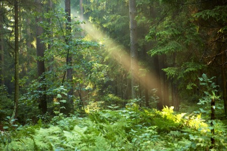 Bild-Nr: 11561710 Wald Erstellt von: KundenNr-295250