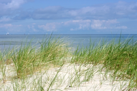 Bild-Nr: 11562632 Dünen der Ostsee Erstellt von: Tanja Riedel