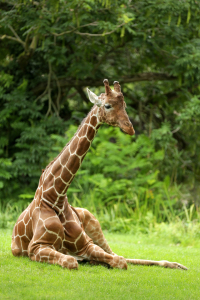 Bild-Nr: 11562803 Giraffe Erstellt von: Thomas Herzog