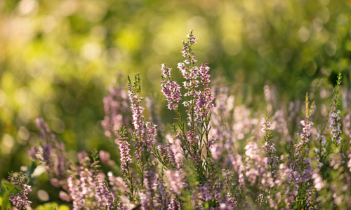 Bild-Nr: 11563600 Sommerheide Erstellt von: Nordbilder