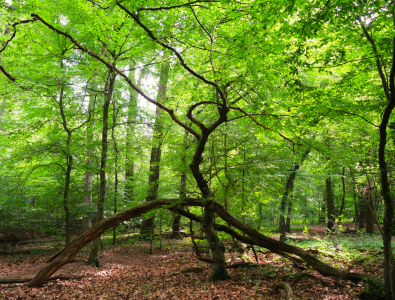 Bild-Nr: 11564240 Zauberwald Erstellt von: LiaF