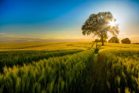 Bild-Nr: 11564334 Lone Tree Erstellt von: sh-picture