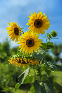 Bild-Nr: 11564726 Sommerblüten Erstellt von: pldm