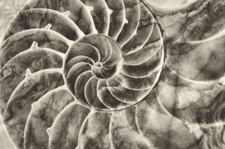 Bild-Nr: 11565064 Nautilus sepia Erstellt von: Rolf Eschbach