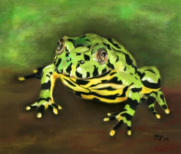 Bild-Nr: 11565382 Gelbbauchunke Erstellt von: MoNoir