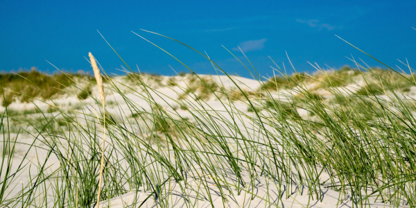Bild-Nr: 11565724 Langeoog Erstellt von: Reiner Würz