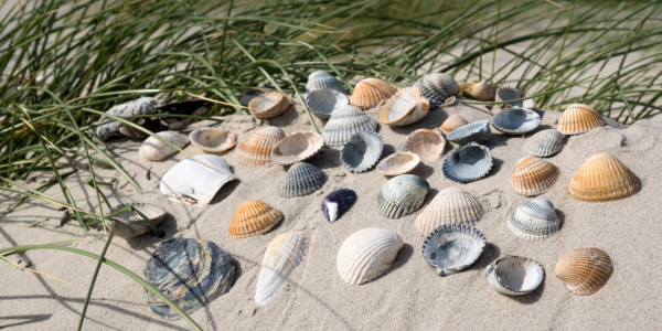 Bild-Nr: 11565748 Muscheln Erstellt von: Reiner Würz