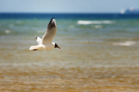 Bild-Nr: 11565840 Flug der Möwe über das Meer Erstellt von: Tanja Riedel