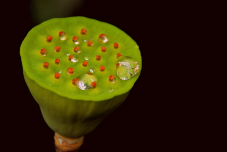 Bild-Nr: 11566842 Blütenstempel der Lotosblüte Erstellt von: GUGIGEI