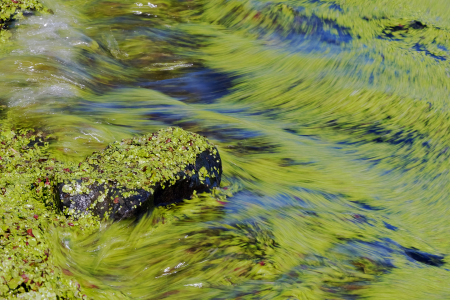 Bild-Nr: 11566944 Wasserlinsen im Gewässer Erstellt von: Ostfriese