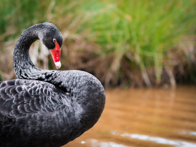 Bild-Nr: 11566986 black swan Erstellt von: Richard-Young