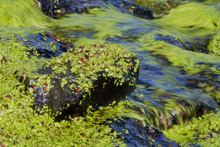 Bild-Nr: 11567094 Wasserlinsen Erstellt von: Ostfriese