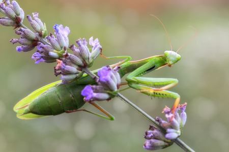 Bild-Nr: 11567272 Mantis religiosa Erstellt von: Thomas Herzog