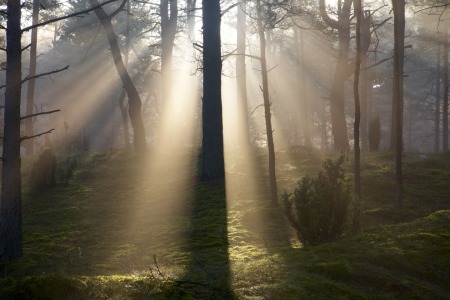 Bild-Nr: 11567400 Wald6 Erstellt von: KundenNr-295250