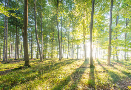 Bild-Nr: 11568528 Sonnenaufgang im Wald Erstellt von: hannes cmarits