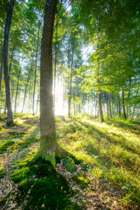 Bild-Nr: 11568546 Grüner Wald Erstellt von: hannes cmarits