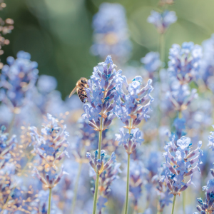 Bild-Nr: 11568574 Lavendelblüten Erstellt von: hannes cmarits