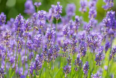 Bild-Nr: 11568576 Lavendel im Sommer Erstellt von: hannes cmarits