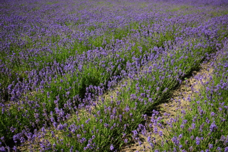 Bild-Nr: 11568626 Der Duft der Provence Erstellt von: GUGIGEI