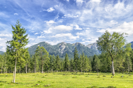 Bild-Nr: 11568848 Bäume an Isarufer mit Wendelsteingebirge Erstellt von: Wolfgang Zwanzger