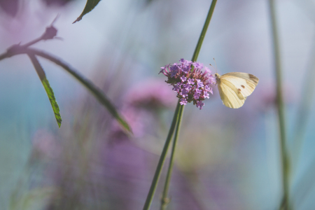 Bild-Nr: 11569226 Schmetterling pastel Erstellt von: Christoph Caina