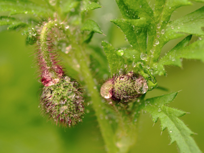 Bild-Nr: 11570136 Der weinernde Mohn Erstellt von: Ostfriese